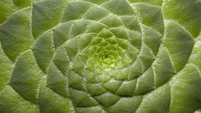 Starry Night Succulents